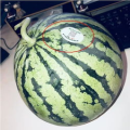 常州网红吃瓜,揭秘幕后故事与热门话题